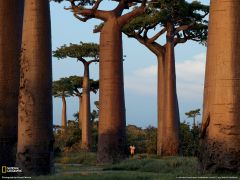 Tapeta National Geographic 651.jpg